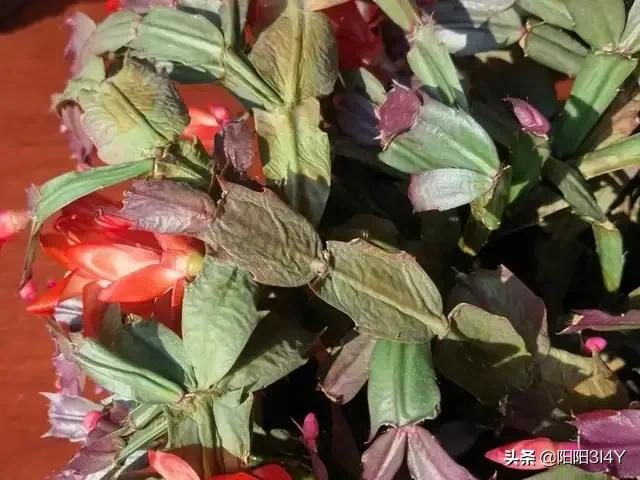 嫁接过后的蟹爪兰叶片打蔫,蟹爪兰扦插的叶片打蔫怎么办