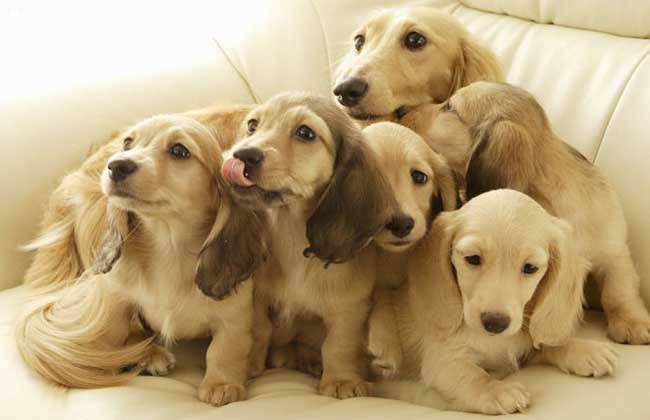 金毛犬专用冻干狗粮,金毛犬狗粮有推荐吗