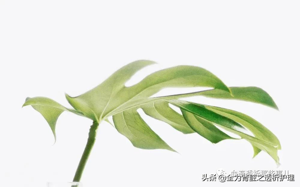 血液透析护士每天干什么,血液透析室护士好吗