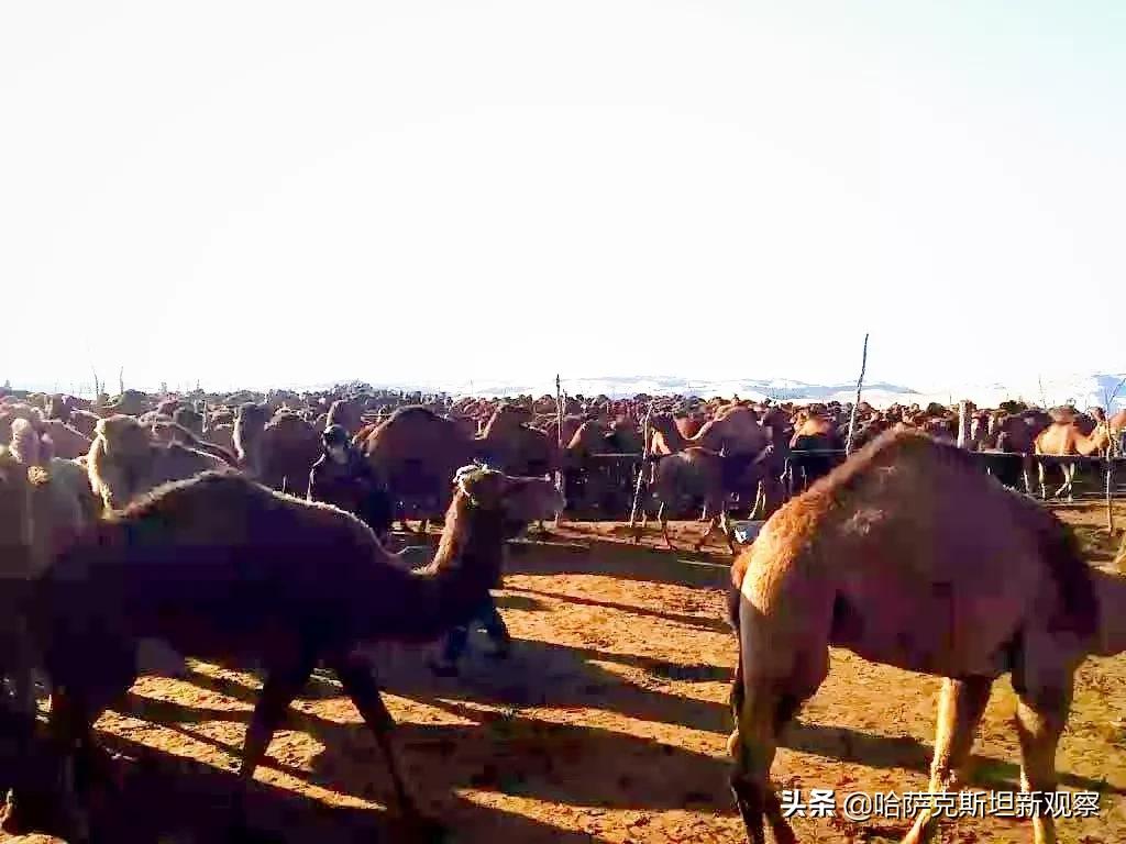 海关总署这份公告不寻常，期盼已久的哈萨克斯坦驼奶粉要来中国了