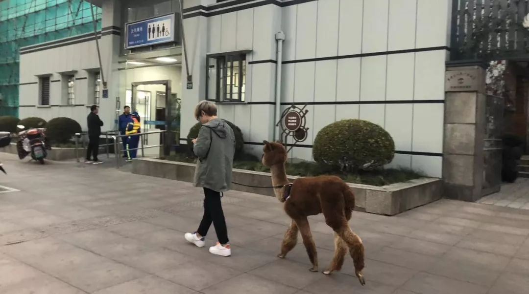 那些年舍友养过的奇葩宠物,你们身边的人都养什么奇怪的宠物