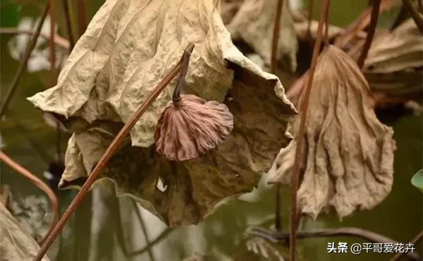 植物发生永久萎蔫用什么方法,植物高温叶子萎蔫怎么回事