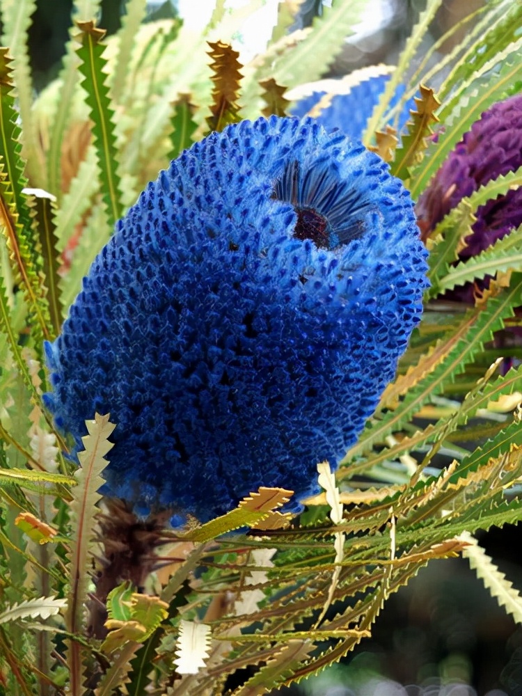 十种蓝色花,常见的六种蓝色花