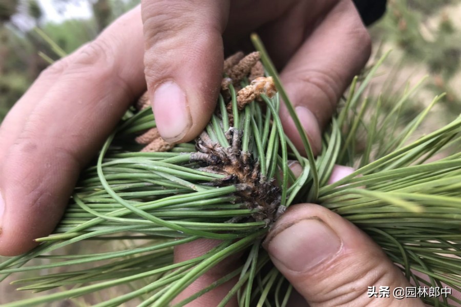 松树上老滴油怎么办,松树为什么往下滴粘液