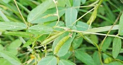 各种蔬菜水果祖先的样子,各种蔬菜祖先