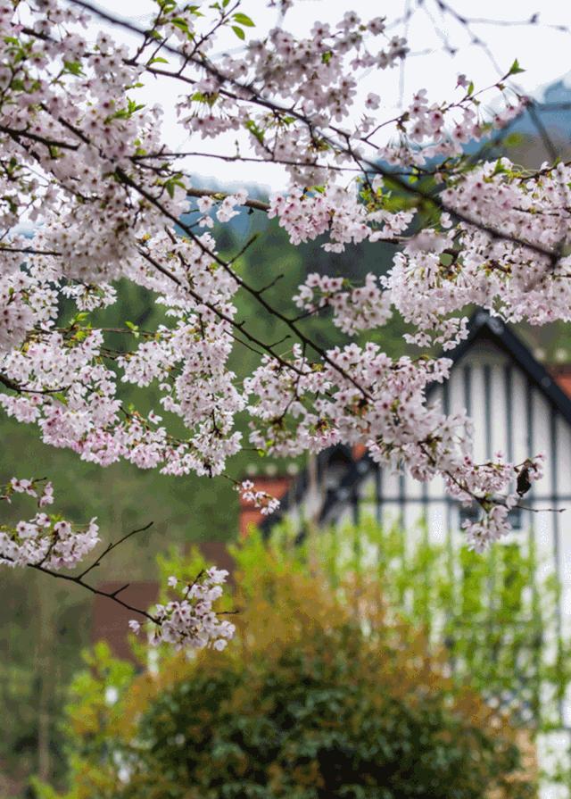 成都周边小镇最安静舒适的小镇,成都周边异域风情小镇