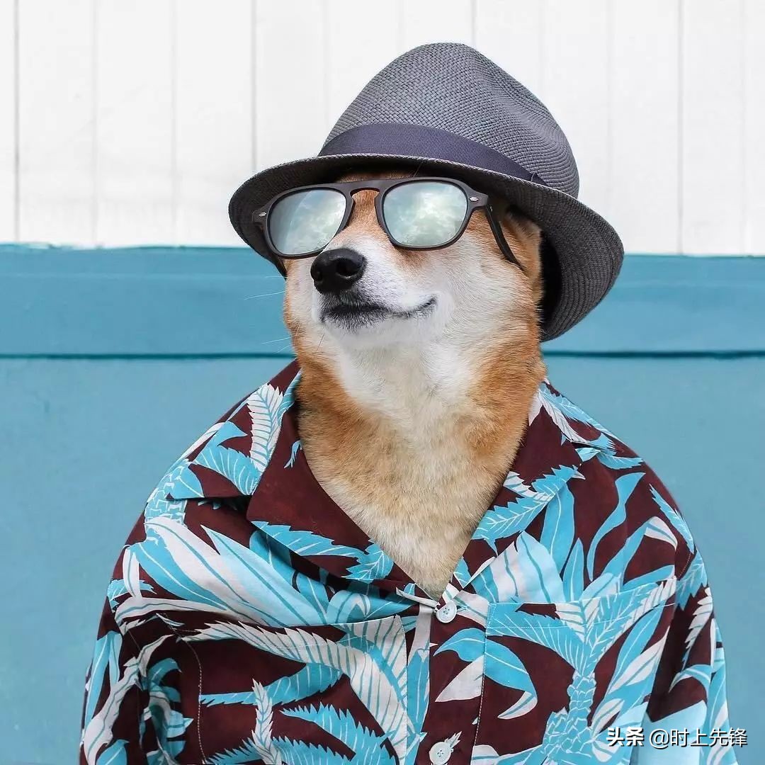 当狗狗穿上服装有多帅,当狗狗照镜子后发现自己是一只狗