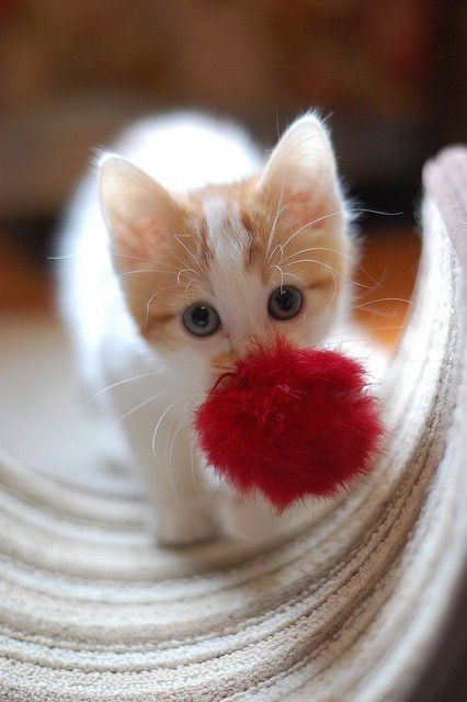 那年,那些喵,那些事