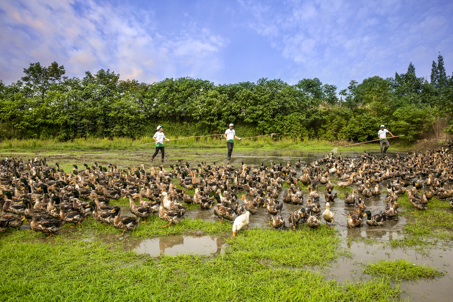 四川蓝剑饮品集团上市,四川蓝剑饮品集团营业额