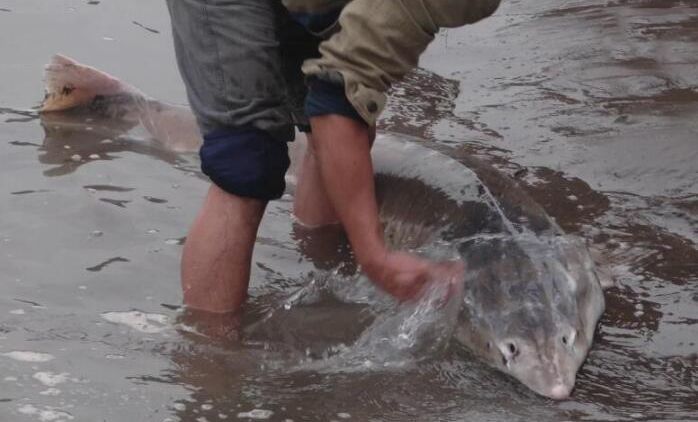 中华鲟是长江里头最大的一种鱼,中国最后一条长江鲟