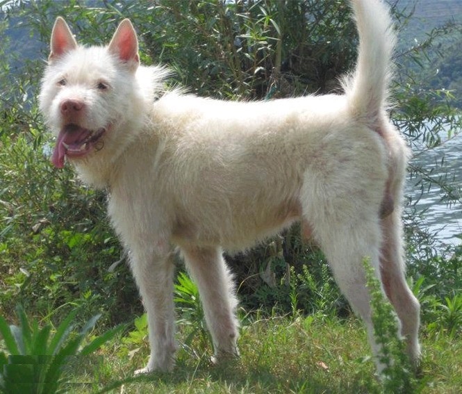 下司犬会嗅觉灵敏与追踪猎物吗,下司犬和比格犬哪个嗅觉厉害