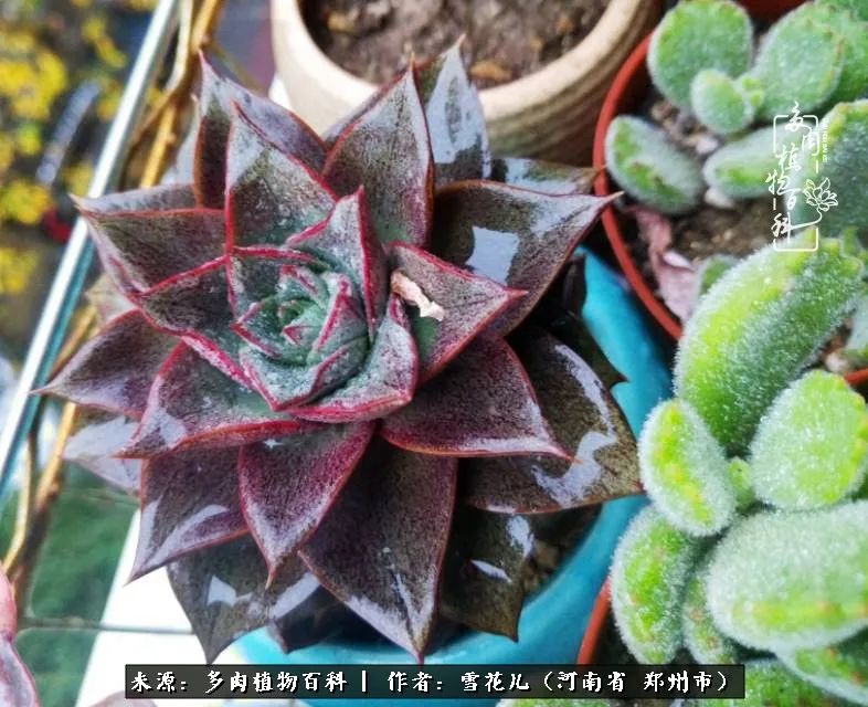 我的多肉乐园,多肉三寸阳台效果图