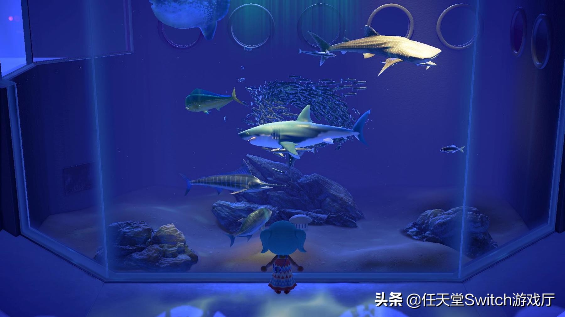 这就是向往的生活综合分析,这就是向往的生活原创视频