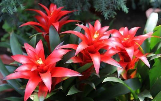 鸿运当头叶子干枯什么原因,鸿运当头叶子干枯怎么回事