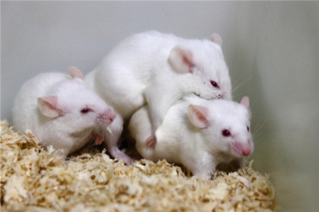 马斯克15年内培育出恐龙,埃隆马斯克复活恐龙计划