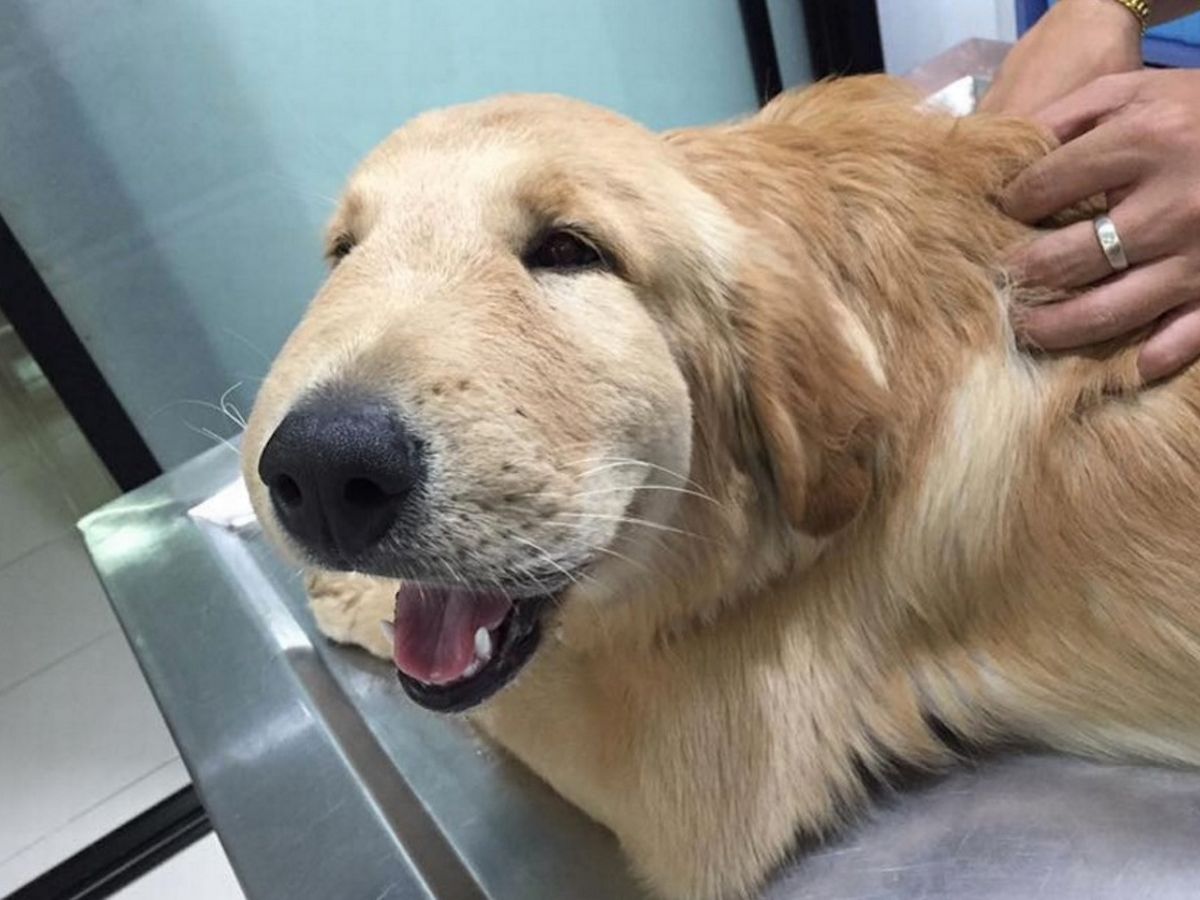 狗狗脸部肿是什么症状,狗狗水肿怎么治疗