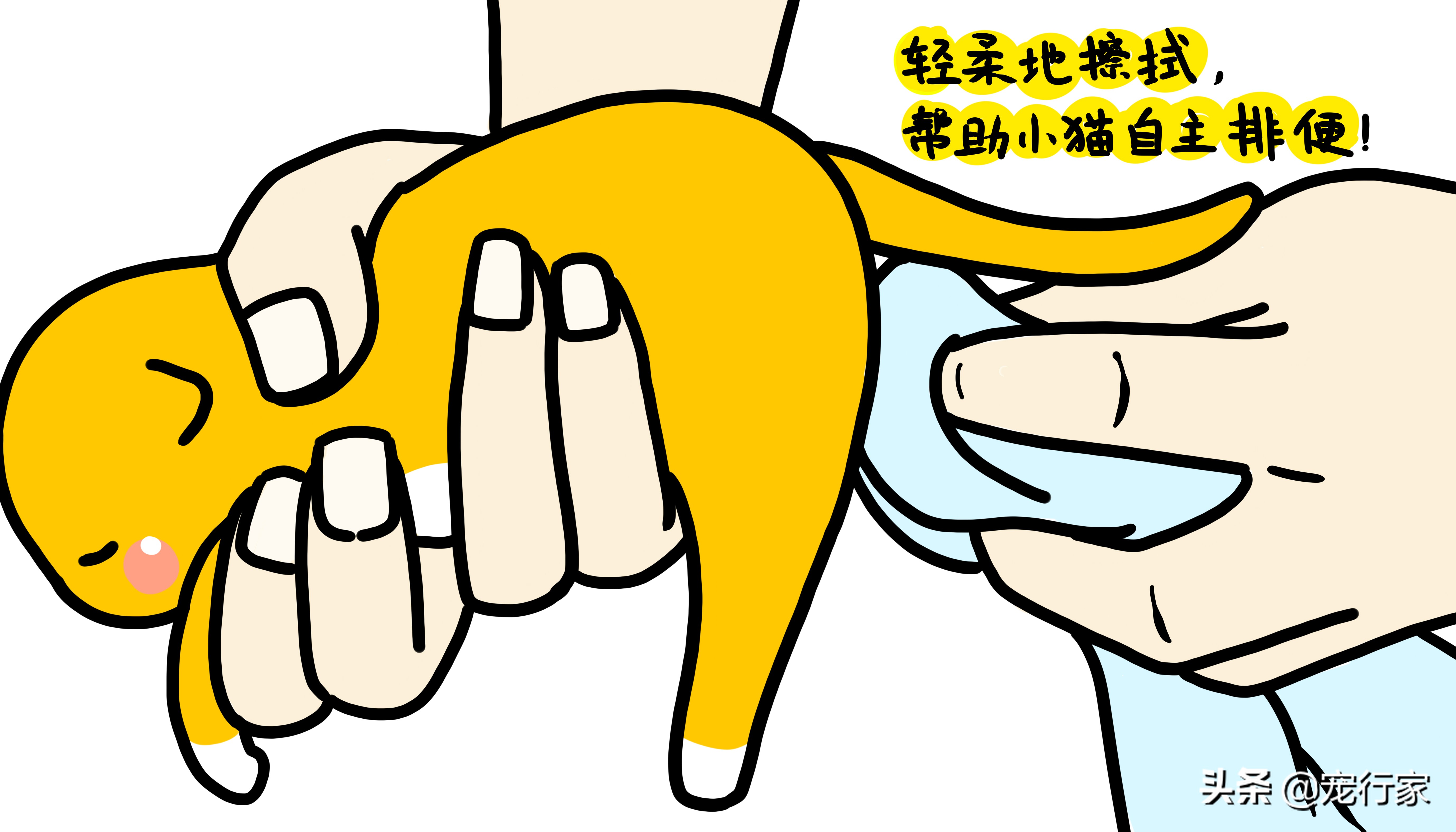 幼猫怎么喂养注意事项,幼猫喂养技巧和方法