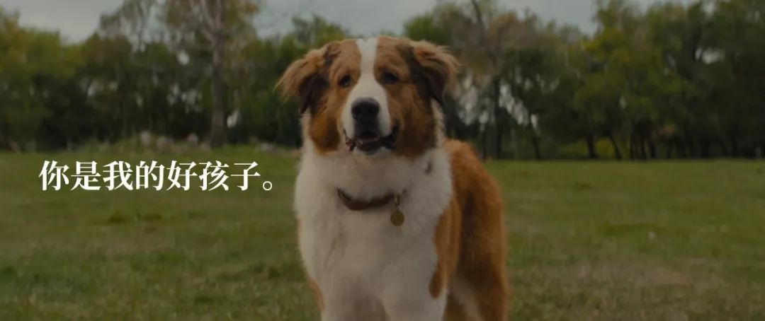 暖心治愈萌宠电影,萌宠电影超感人