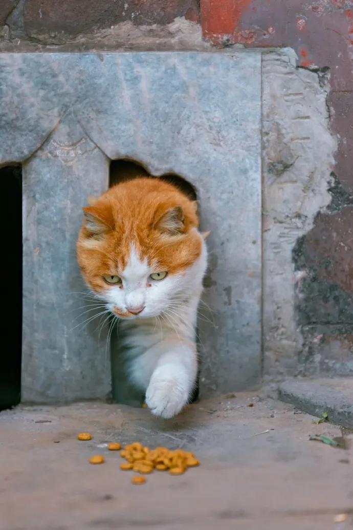 用绳栓猫头抛猫拽猫！还称自己爱猫？求求你做个人吧！