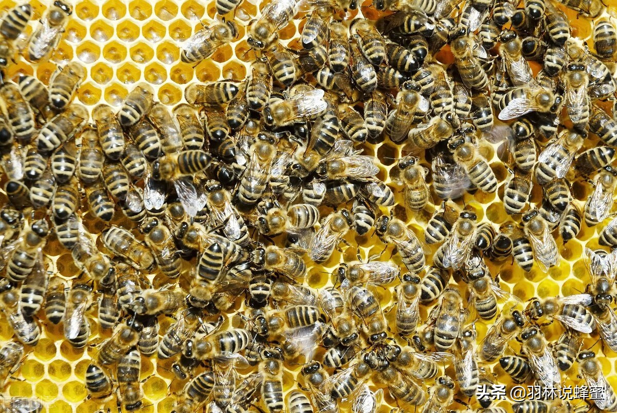 怎么防止蜜蜂逃跑方法,怎样防蜜蜂逃跑