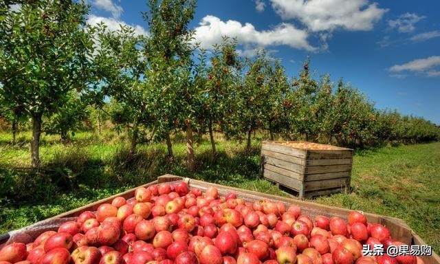 南非小钻石,南非小苹果图片