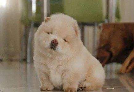 困成狗是什么样子,看看你家小狗的睡姿