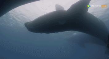 炸裂9.9,BBC再出神片,美得让人脸红