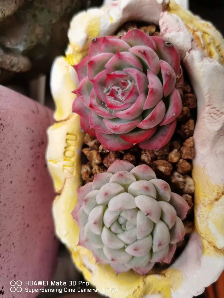 冬日如何更好地养多肉,冬天可以户外养护的多肉