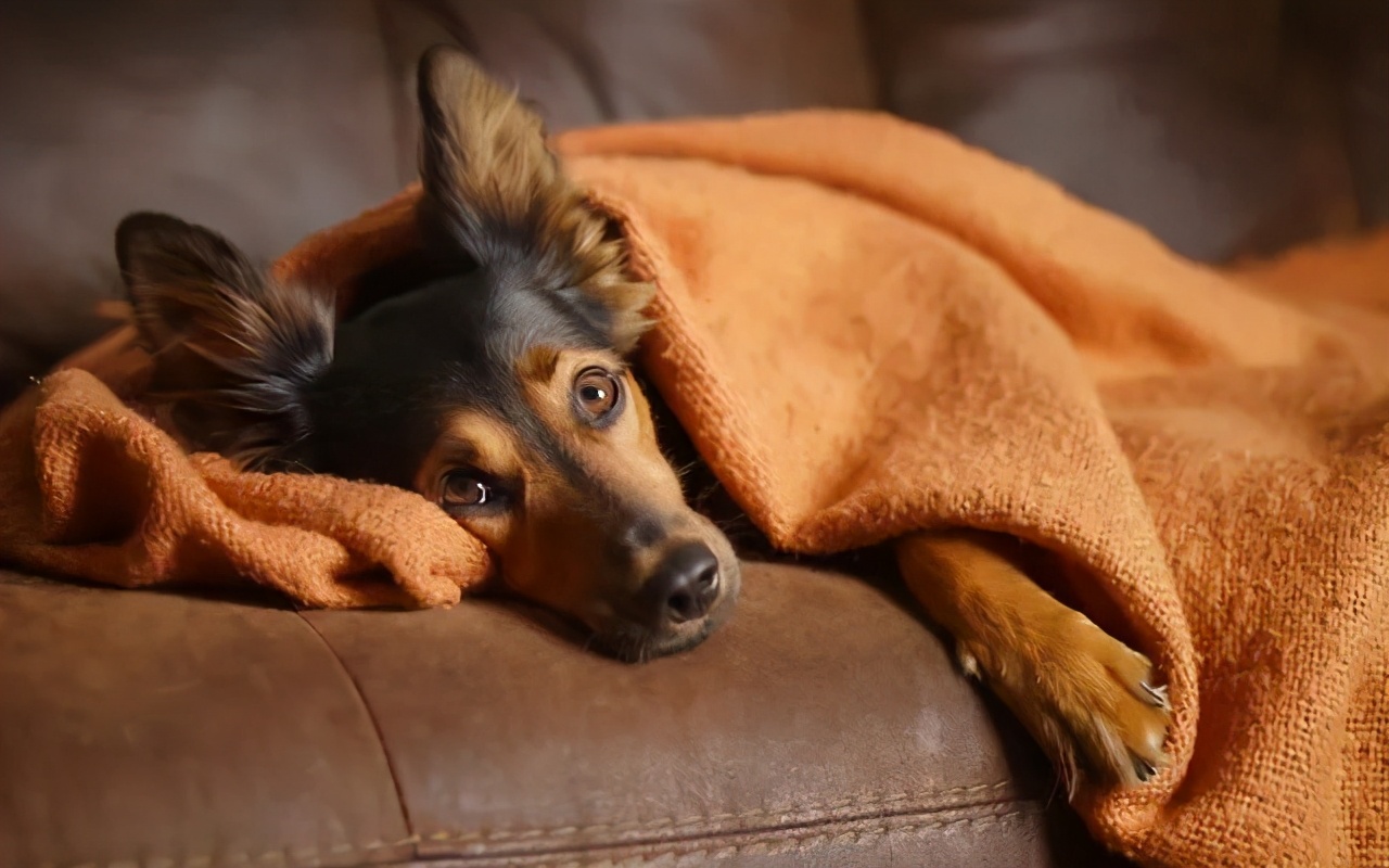 狗狗最近总是发抖是什么原因,狗狗最近经常发抖是什么原因