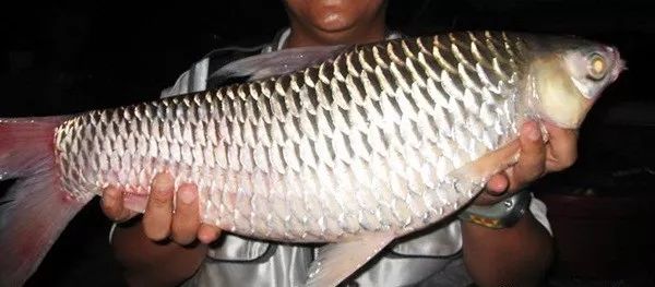 世界十大凶猛淡水鱼类,顶级淡水鱼类