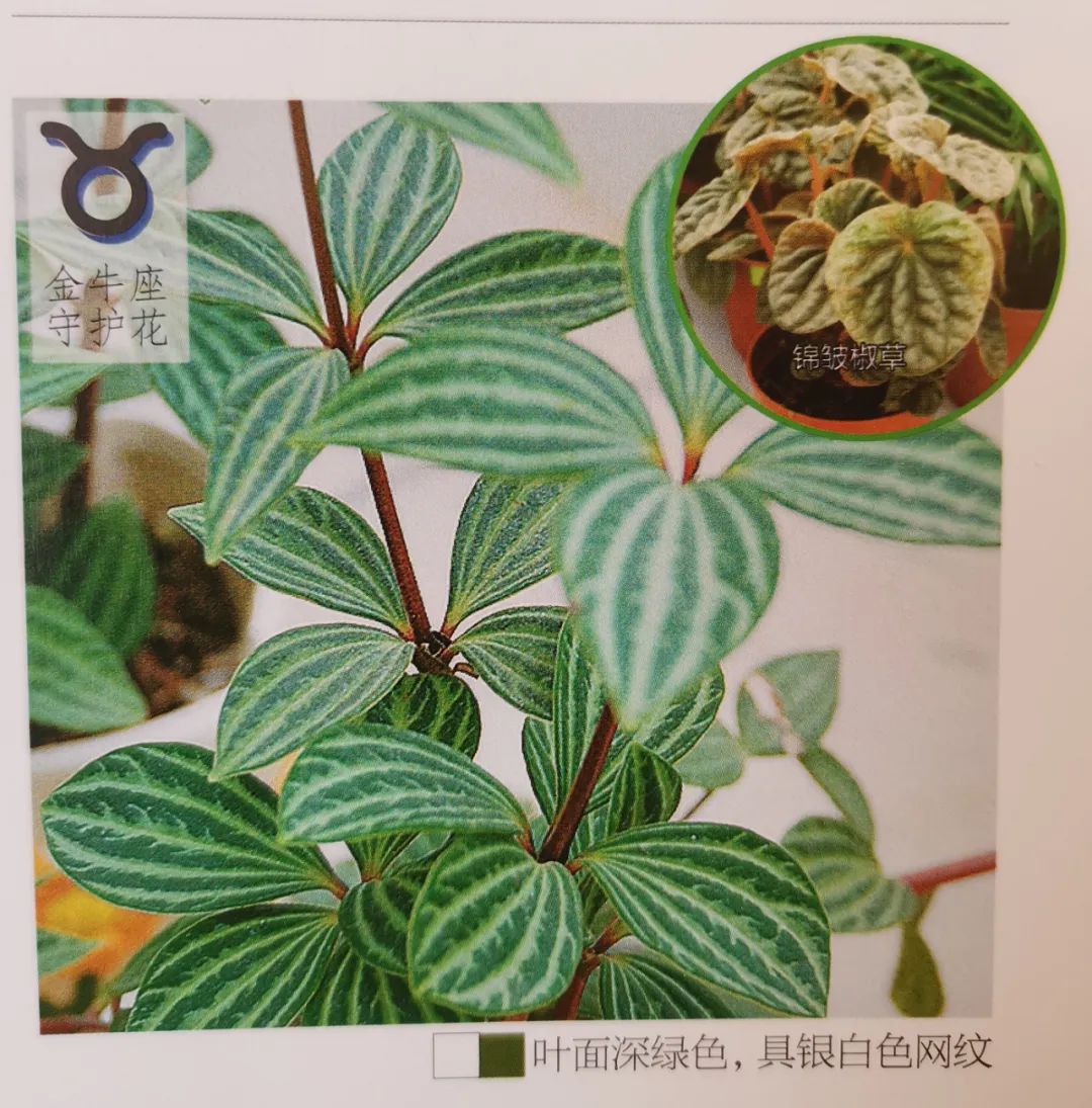 十二星座双子座的守护花,双子座守护花是什么星座