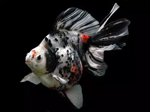 这些五彩斑斓的金鱼养眼又养心,最美的观赏金鱼值得一看