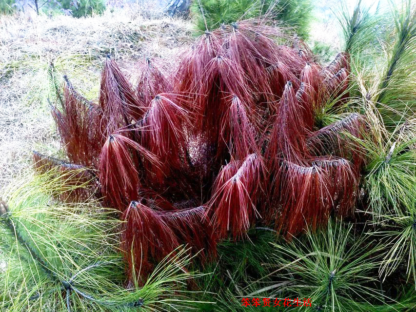 一个叫木头一个叫马尾民谣现场,一个叫木头一个叫马尾有什么含义