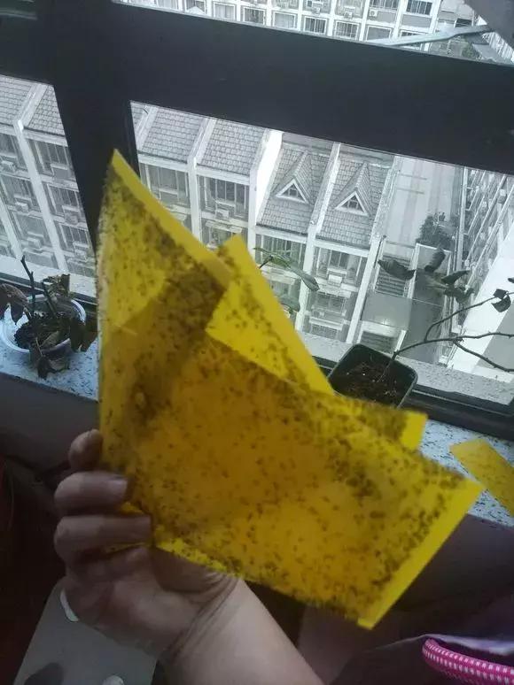 盆下有很多小虫子怎么办,盆里小飞虫用什么药