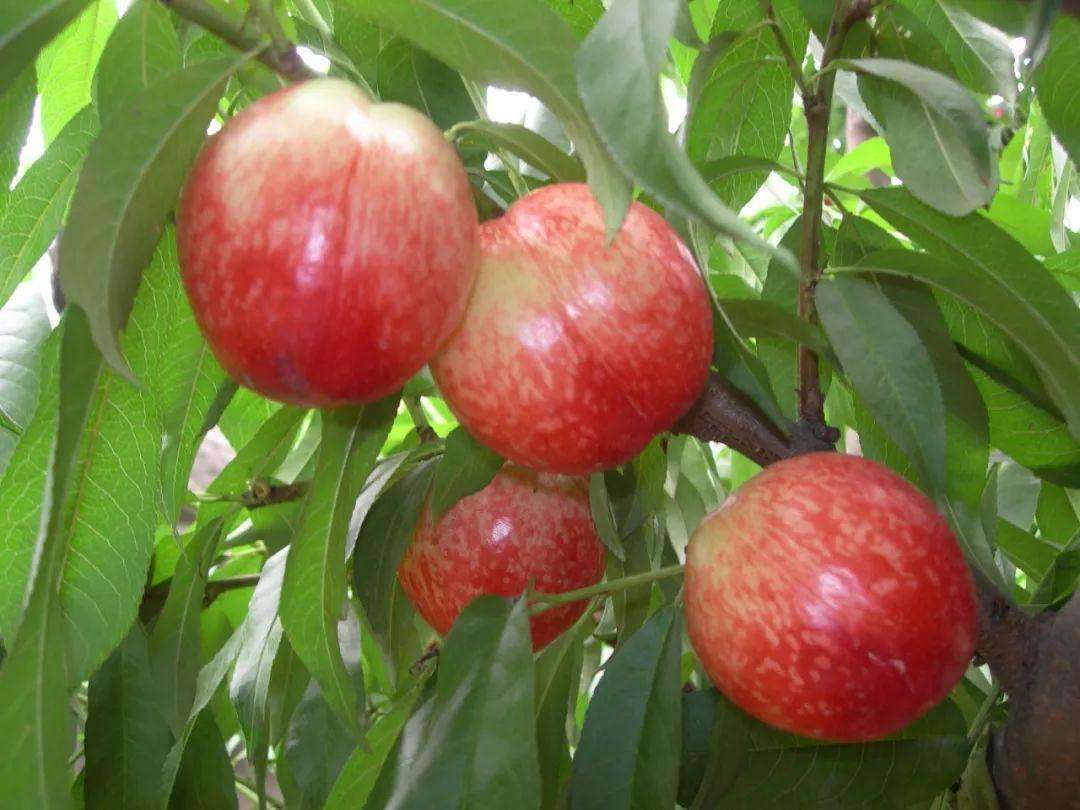 下雨天油桃怎么防止褐腐病,油桃有褐腐病怎么治疗