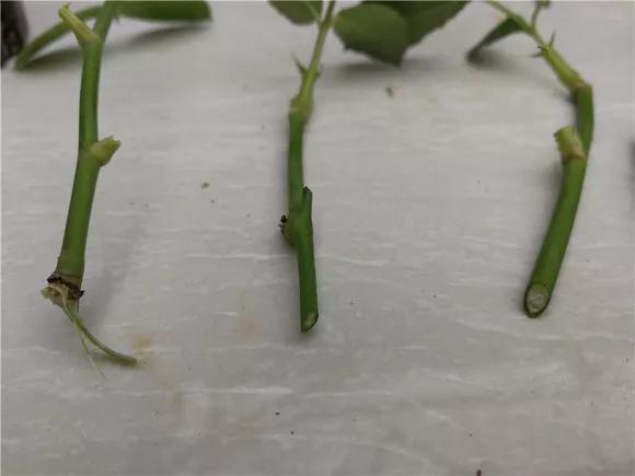 栀子花月季花叶子发黄有黑斑点,茉莉栀子花叶子发黄怎么办