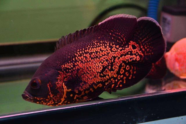 饲养观赏鱼的五大理由,凶猛观赏鱼养单还是养双