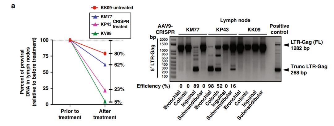 crispr攻克艾滋最新消息靠谱吗,攻克艾滋病病毒的最新进展