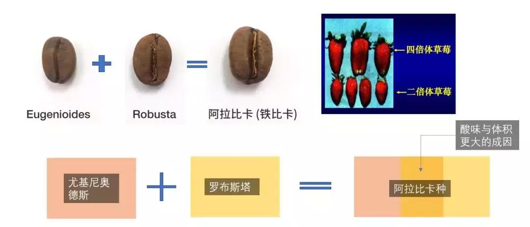 为什么有些咖啡很酸,为什么现在人喜欢喝酸咖啡