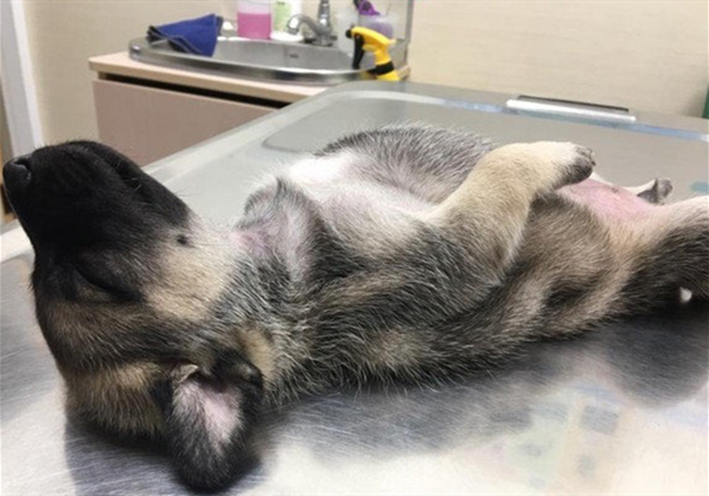 小奶狗生病了去打针,小奶狗被主人打会记仇吗