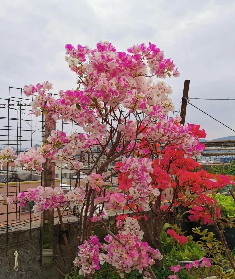 三角梅的徒长枝和开花枝,新栽的三角梅几天能发芽长出新枝