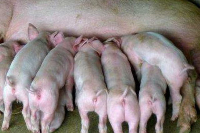 母猪下仔最快的方法,母猪产崽慢怎样解决