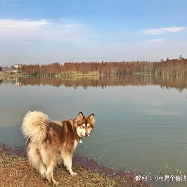 王思聪的宠物柯尔鸭,王思聪宠物猫咪