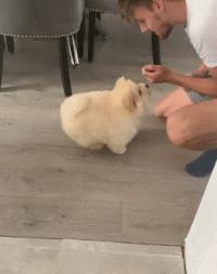 狗狗的宝宝,狗狗的宝宝日常