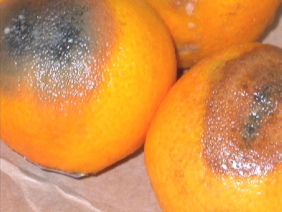 绿霉病害症状,柑橘绿霉病能治好吗