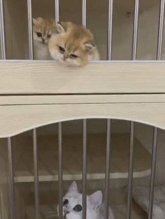 本想探索新世界，结果迎面就是一耳光！奶喵：做猫难，做奶猫更难