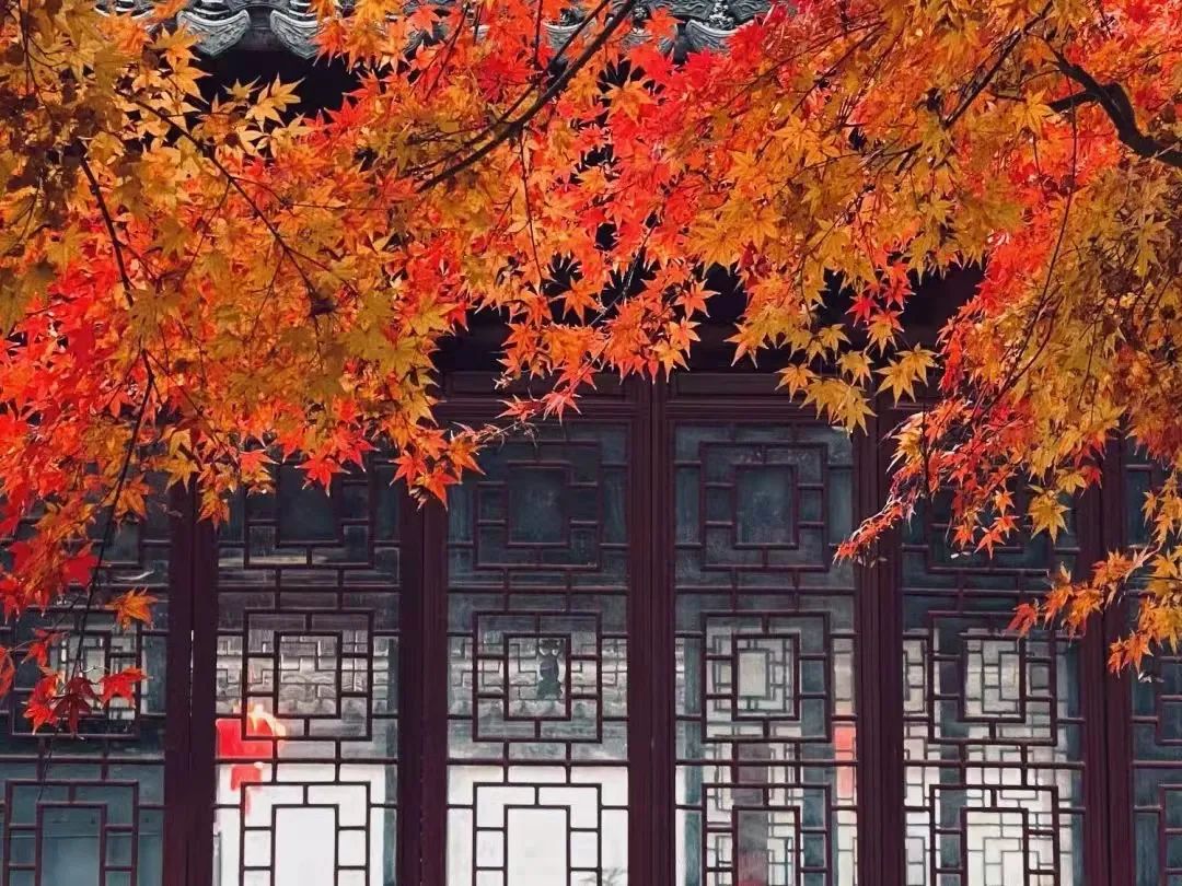 上海最美秋景,上海哪些公园可以拍秋景