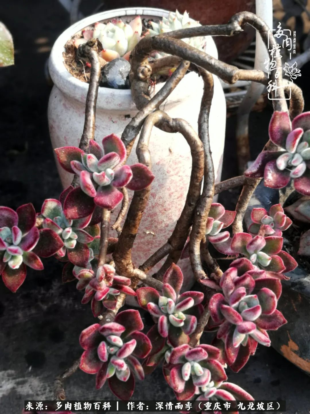 在重庆养多肉养的是一种信仰,重庆养多肉适合用什么土