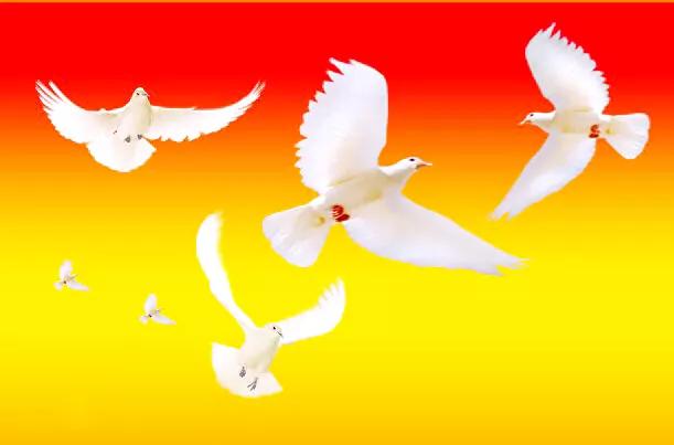 和平鸽～和平、友谊、团结、圣洁的象征