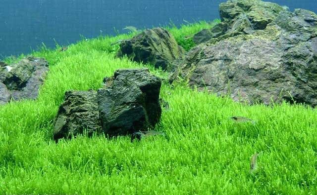 前景最好的水草造景,绿菊花水草水族箱活体造景